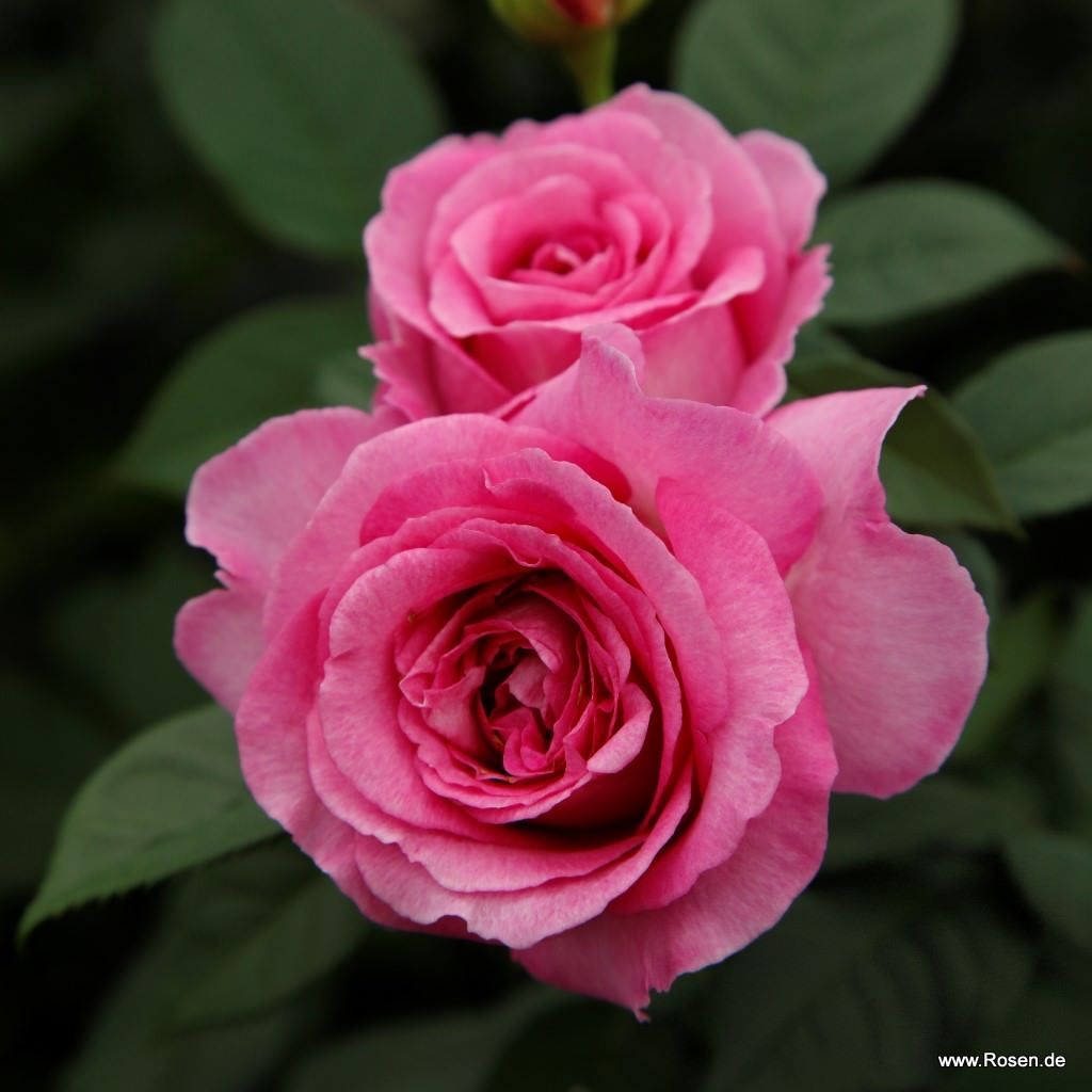 Fräulein Maria | Kordes Rosen