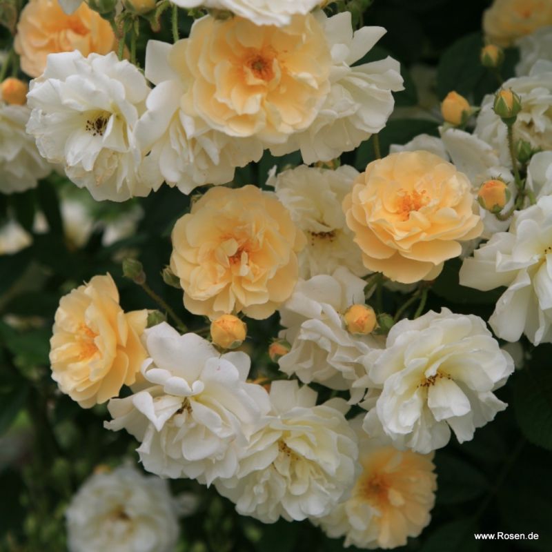 Strauchrosen Kordes Rosen