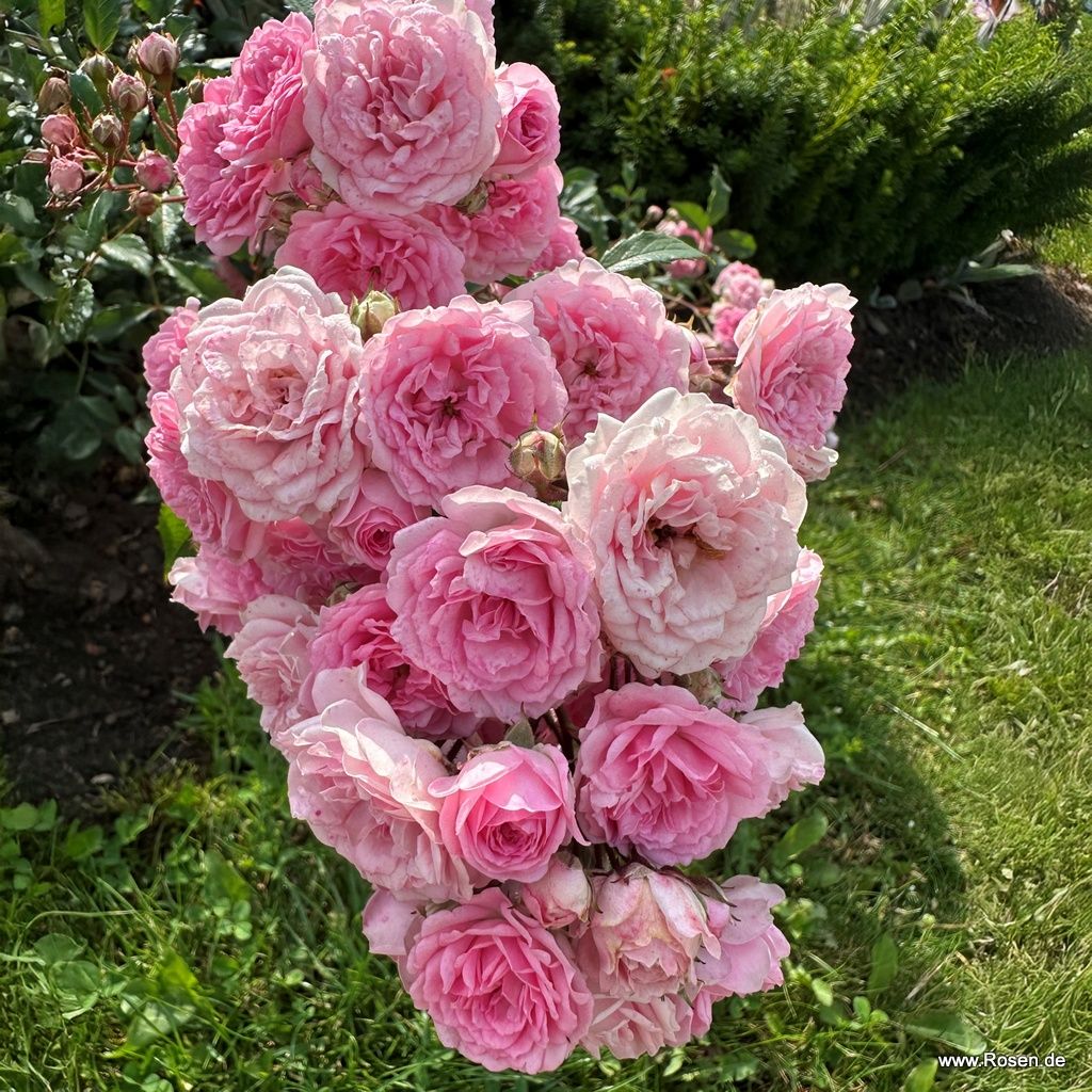 Pashmina Rose | Kordes Rosen