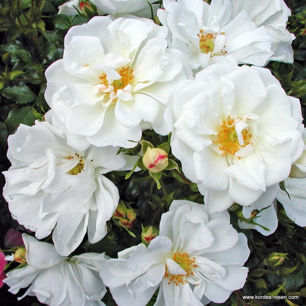 ADR-Rosen / ROSELAX® Rosen | Kordes Rosen