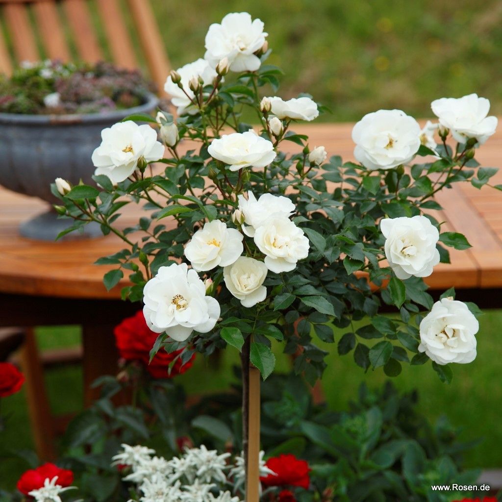 Diamant® | Kordes Rosen