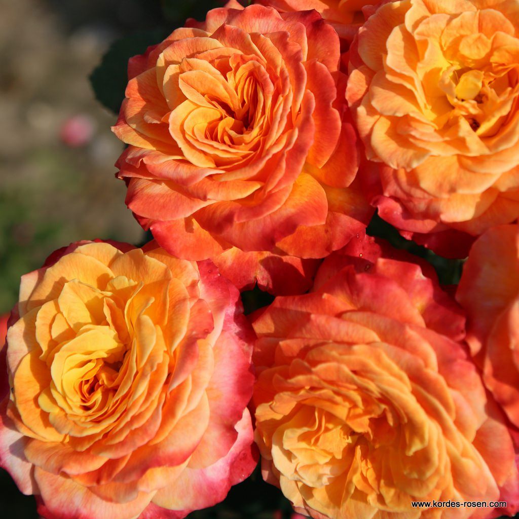 Meteor® | Kordes Rosen