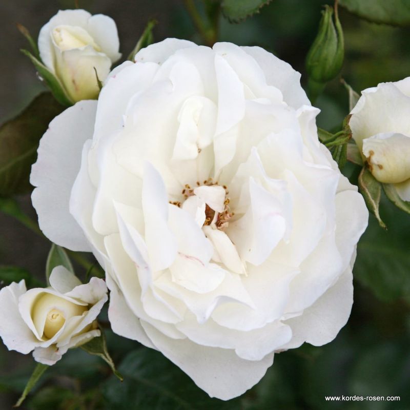 Strauchrosen Kordes Rosen