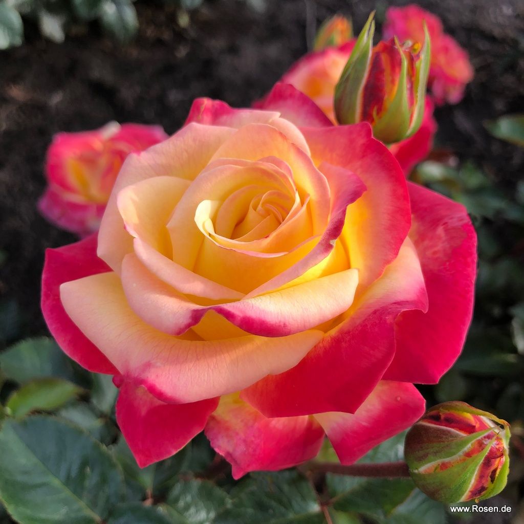 Kordes Rosen kaufen Die schönsten Rosen der Welt Kordes Rosen
