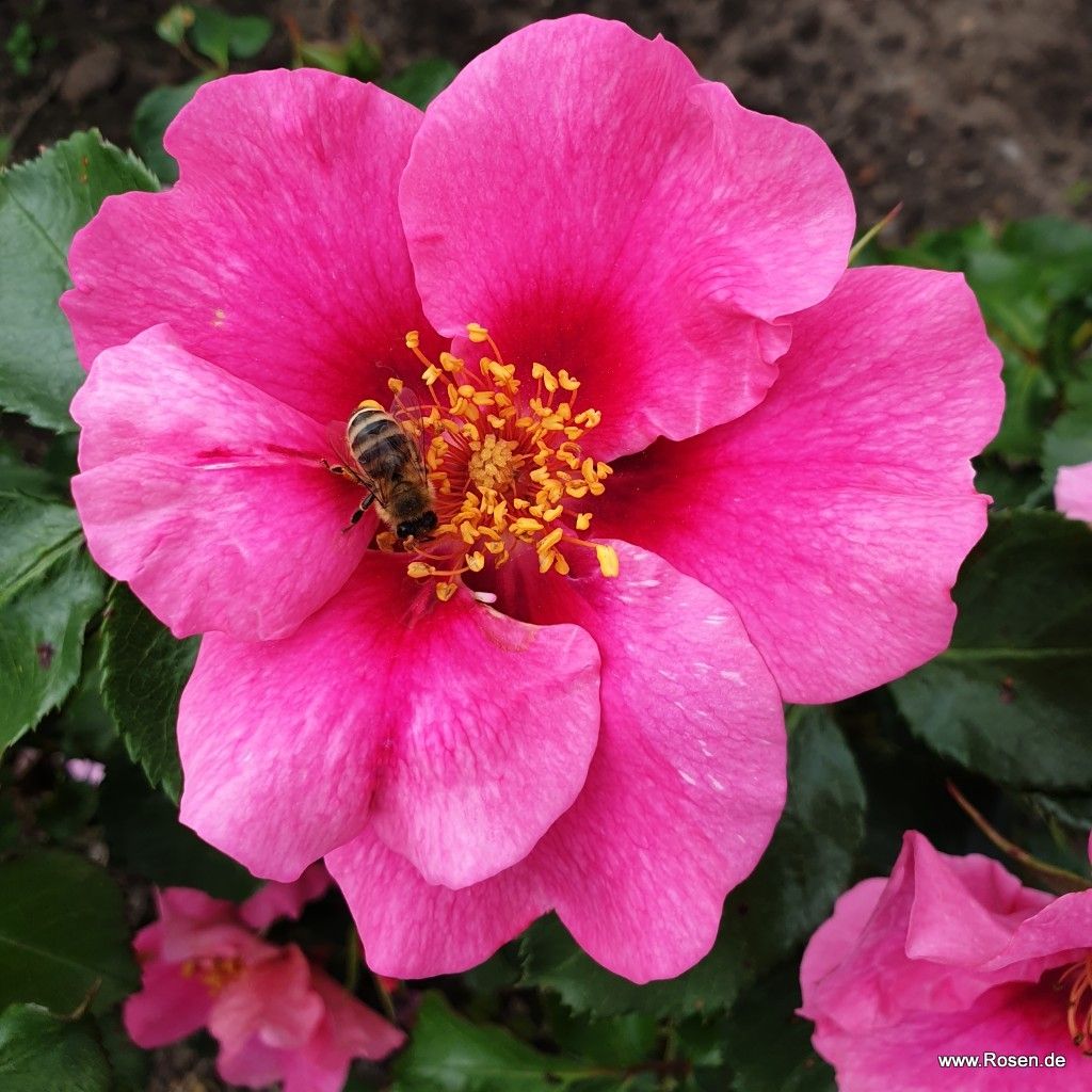 SEE YOU® in pink | Kordes Rosen