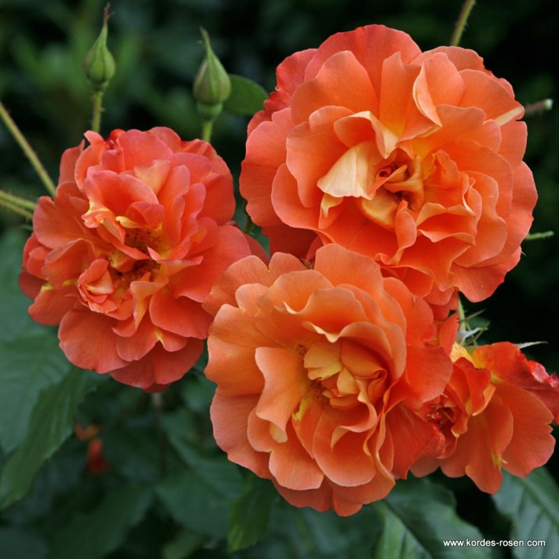 Westerland® | Kordes Rosen