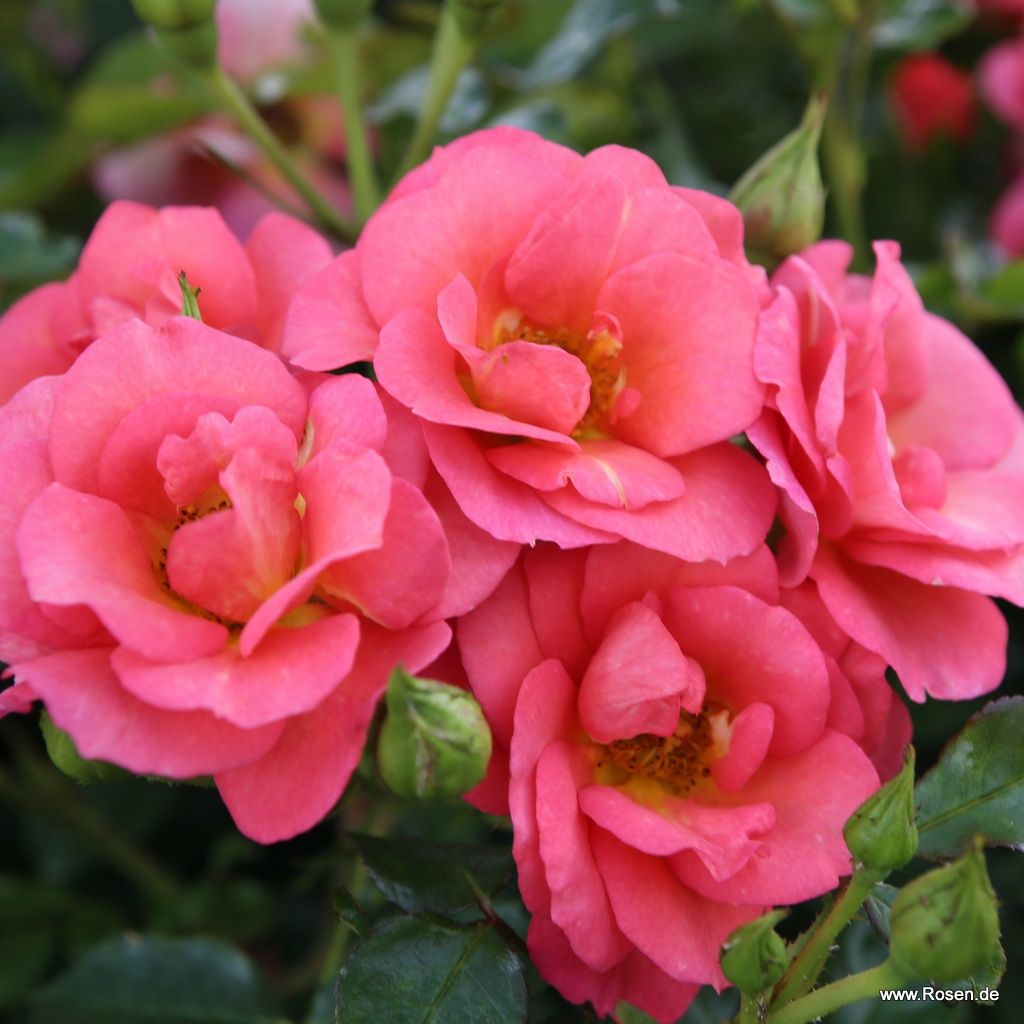 Rose Flamingo | Kordes Rosen