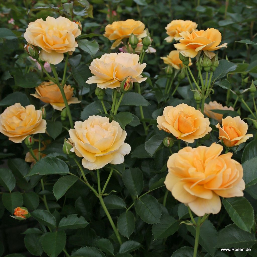 Spotlight® Kordes Rosen