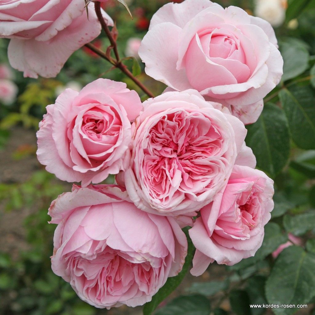 Kiss me Kate® | Kordes Rosen