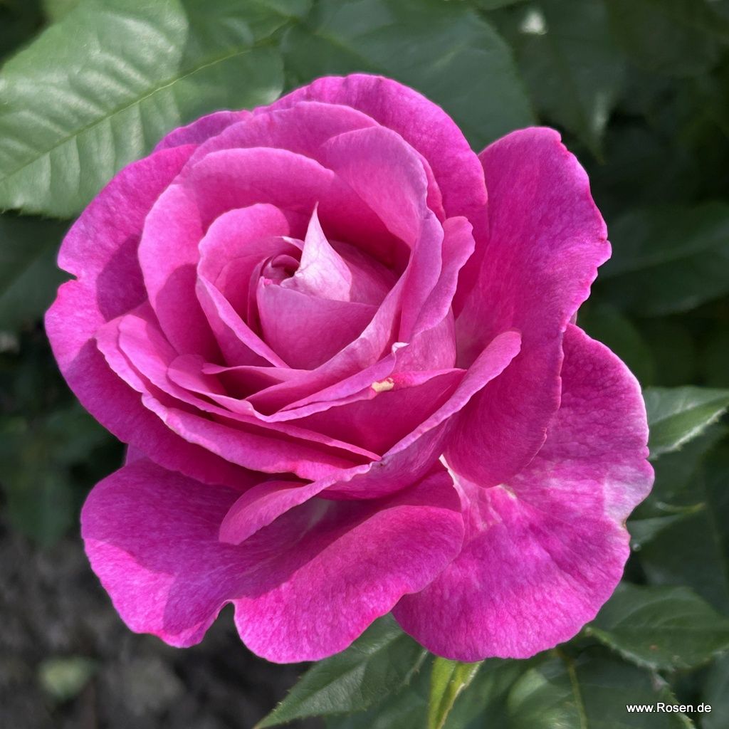 Parfuma® | Collections | Garden roses | Kordes Rosen