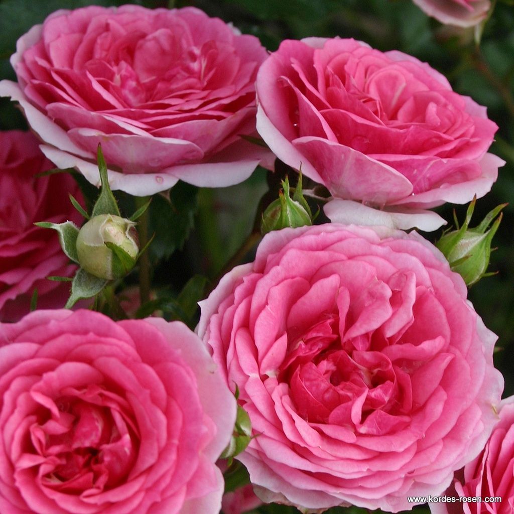 Garden roses | Kordes Rosen