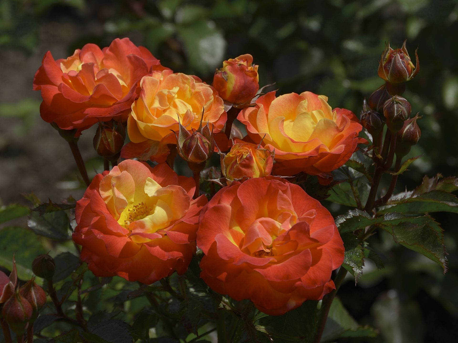 Firebird® | Kordes Rosen