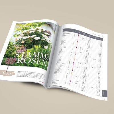 Kordes garden rose catalogue | Kordes Rosen