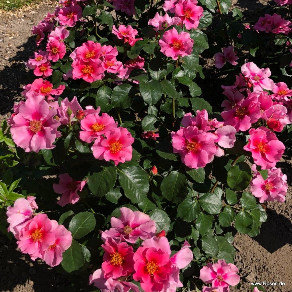 SEE YOU® in pink | Kordes Rosen