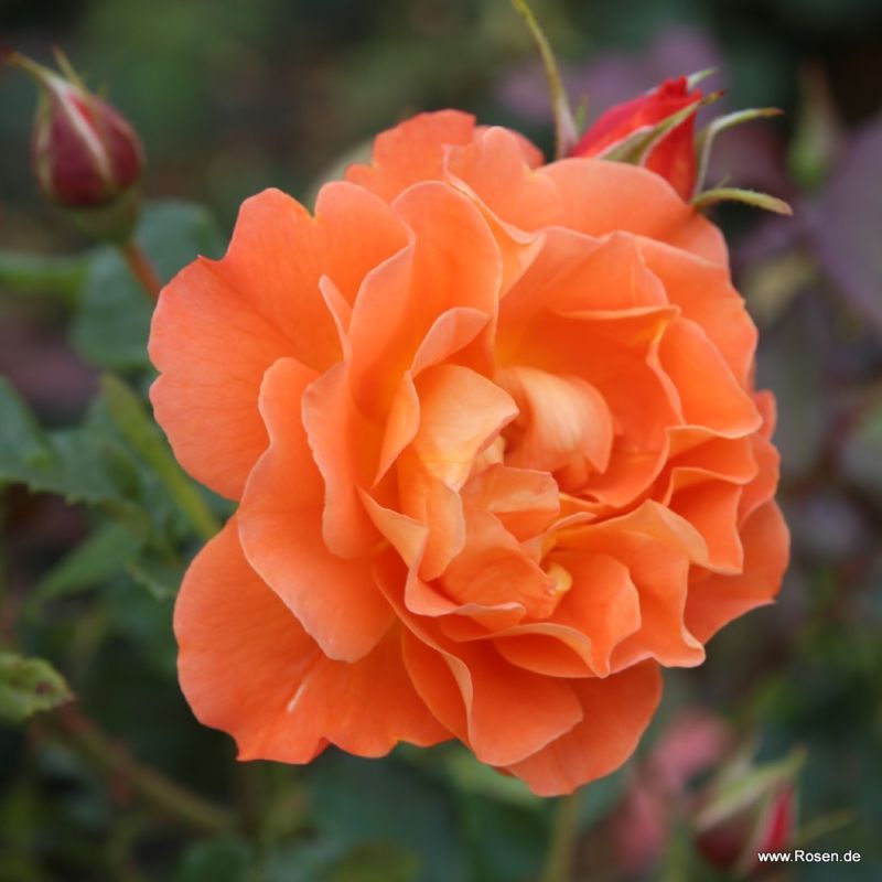 Strauchrosen Kordes Rosen