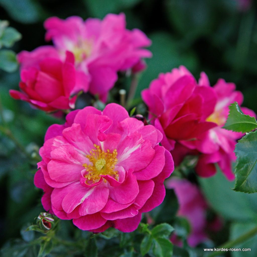 Hotline® | Kordes Rosen