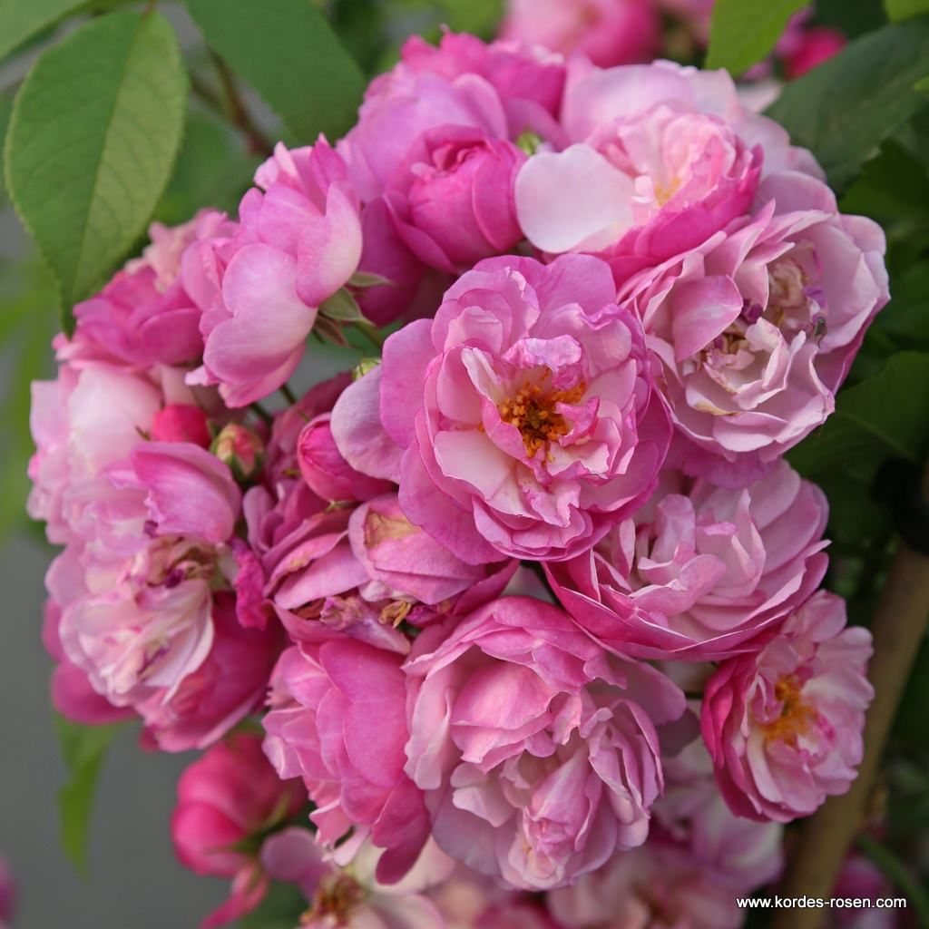 Lavender Siluetta® | Kordes Rosen