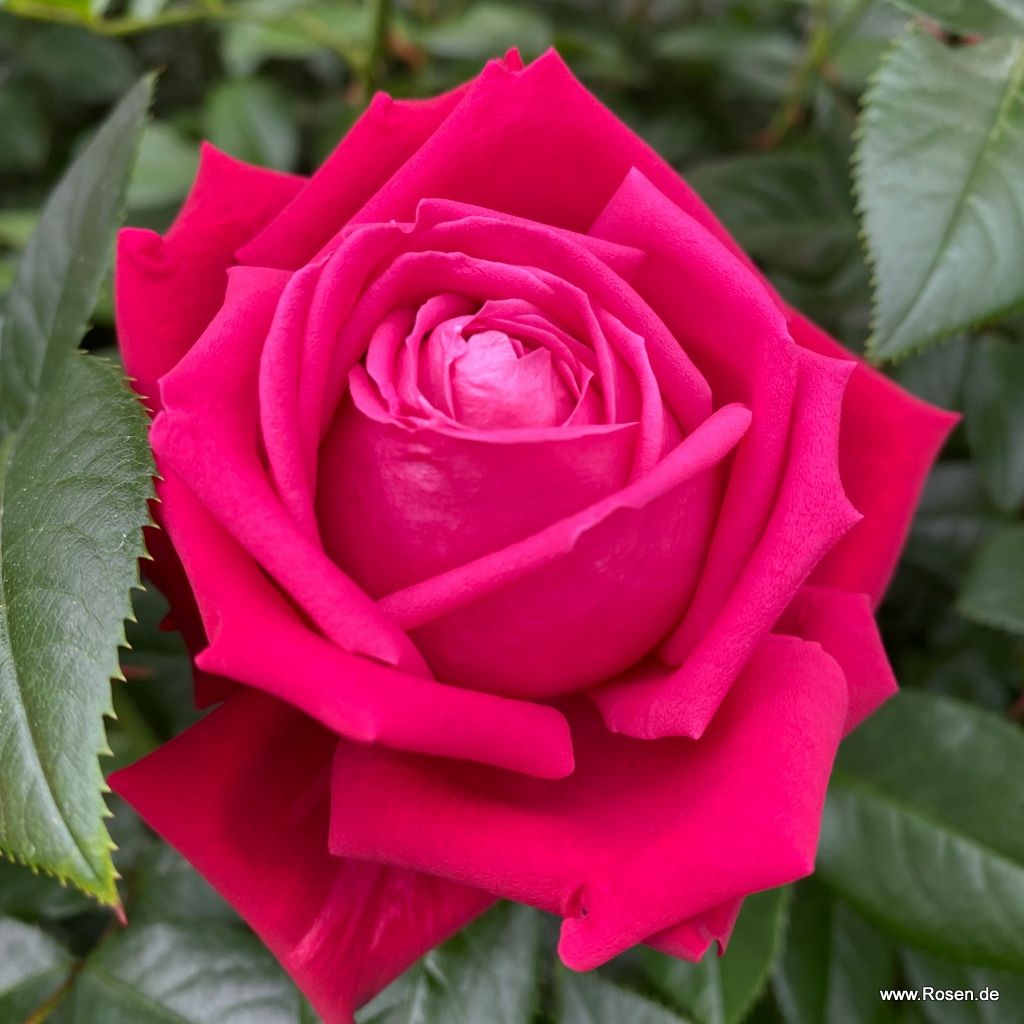 Ruby Kiss® Rose | Kordes Rosen
