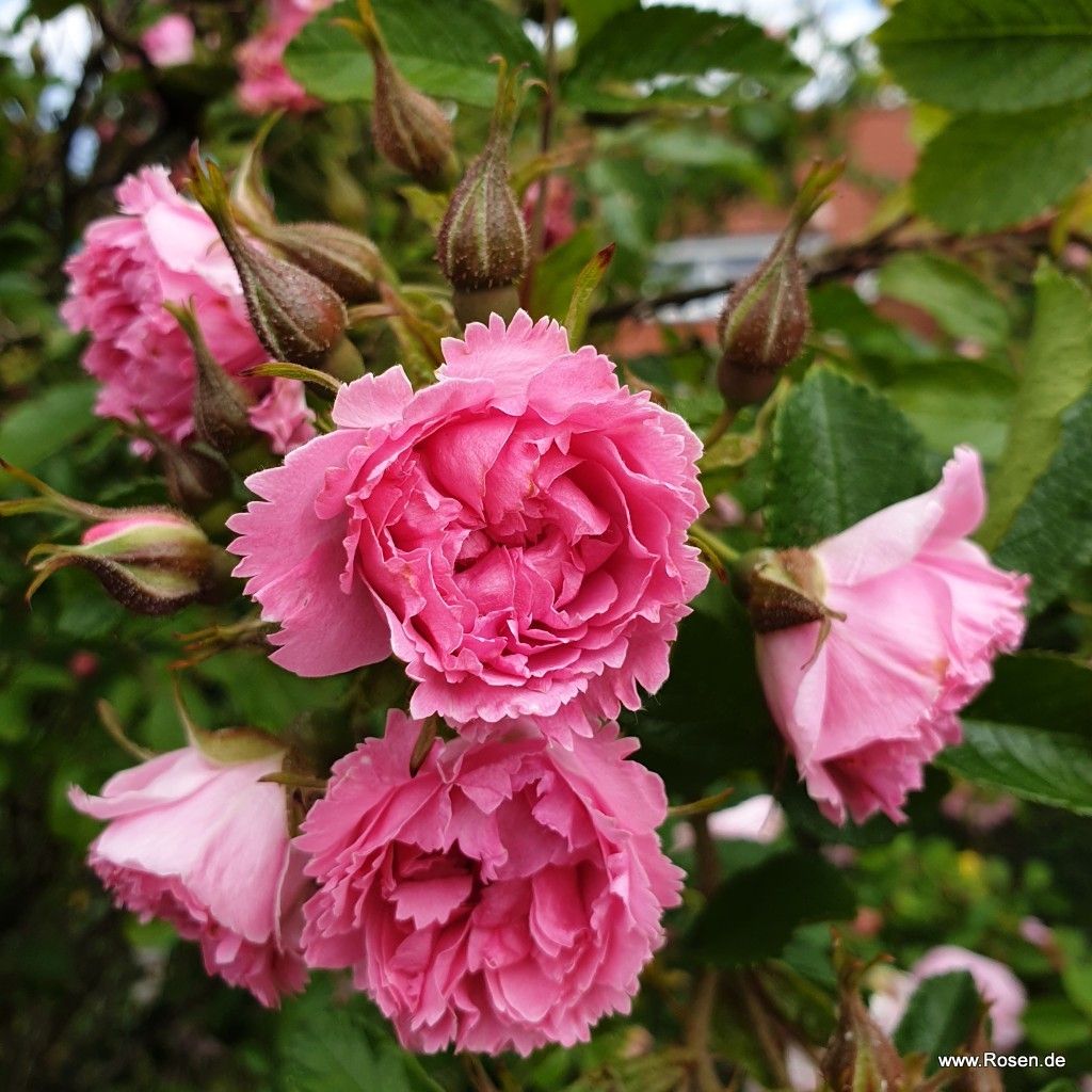 Species & Heritage Roses | Shop By Type | Garden roses | Kordes Rosen