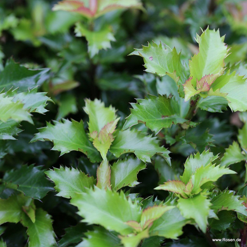 Stechpalme 'Little Rascal'®, 40 cm Stamm | Kordes Rosen