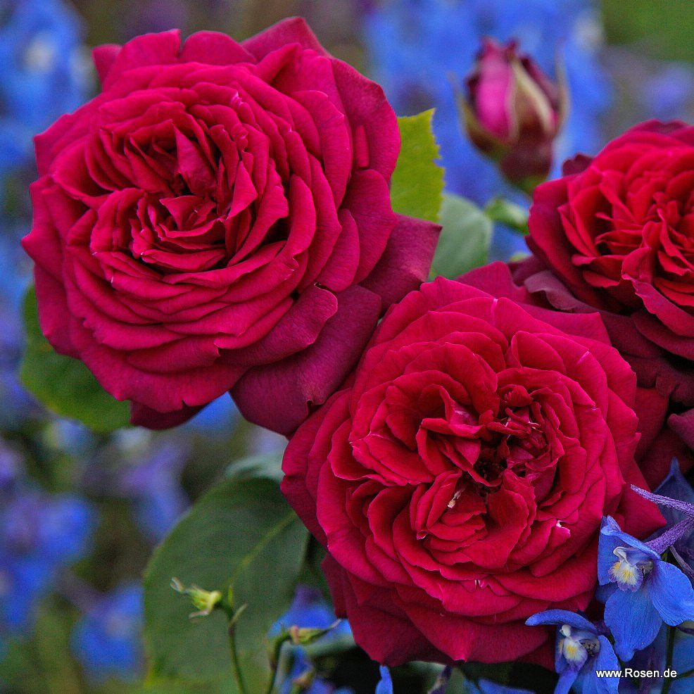 Parfuma® | Collections | Garden roses | Kordes Rosen