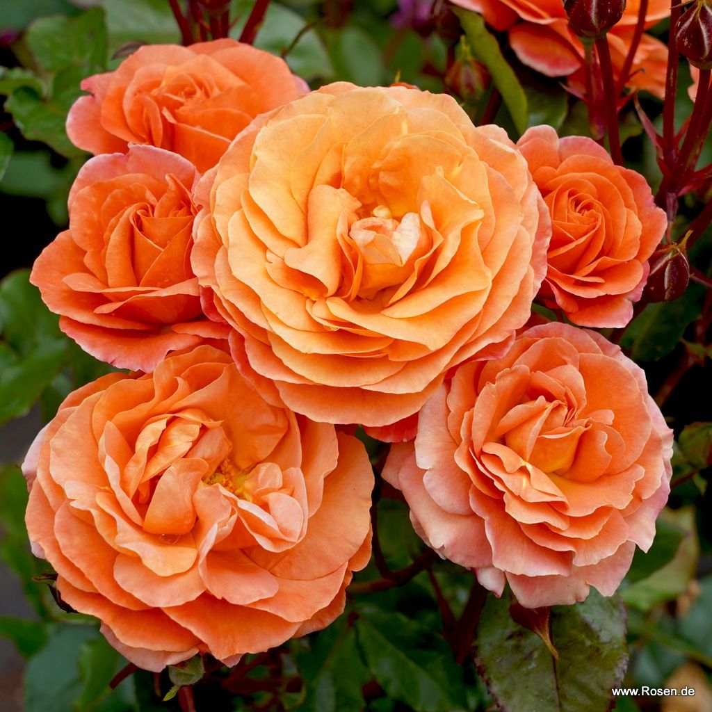 Phoenix® | Kordes Rosen