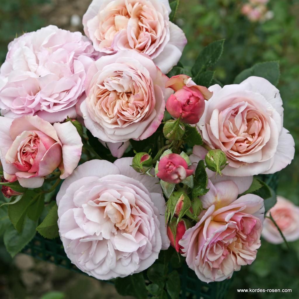Herkules® | Kordes Rosen