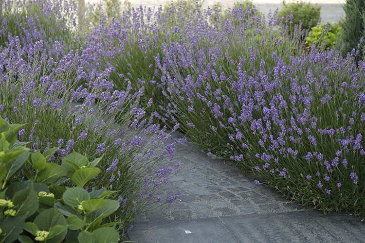 Lavendel Kordes Rosen