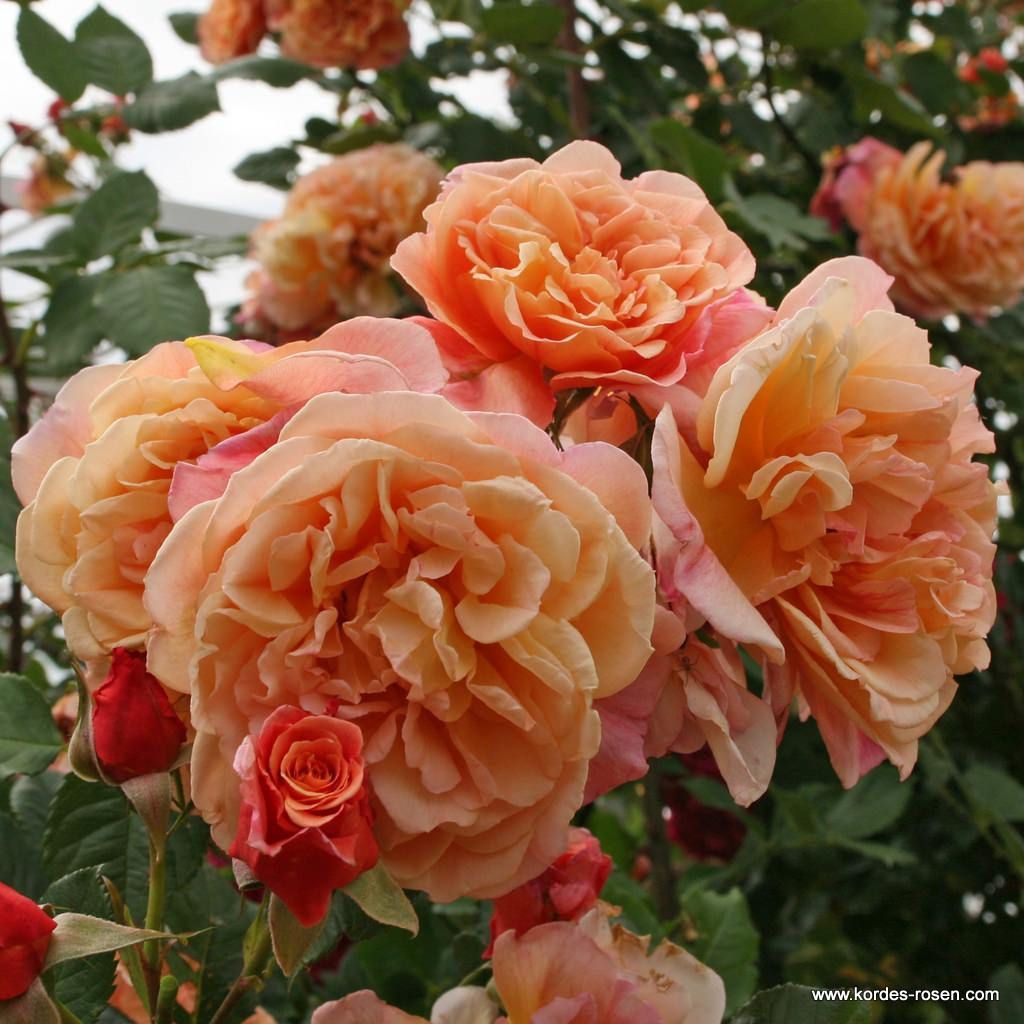 Aloha® Kordes Rosen