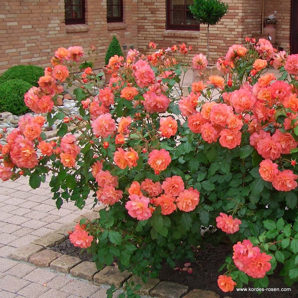 Westerland® | Kordes Rosen