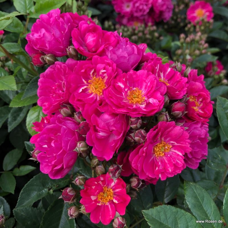 Neuheiten Gartenrosen Kordes Rosen