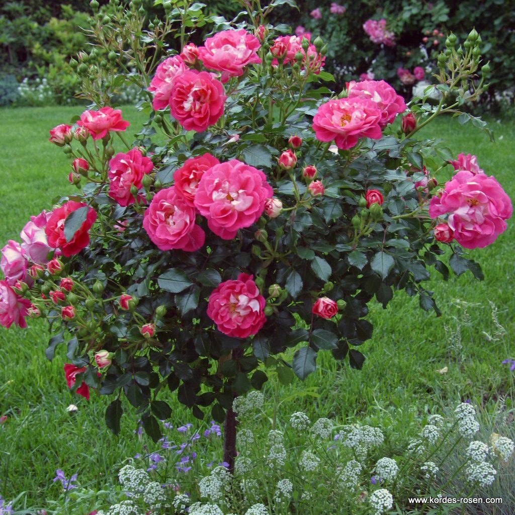 Charmant® | Kordes Rosen