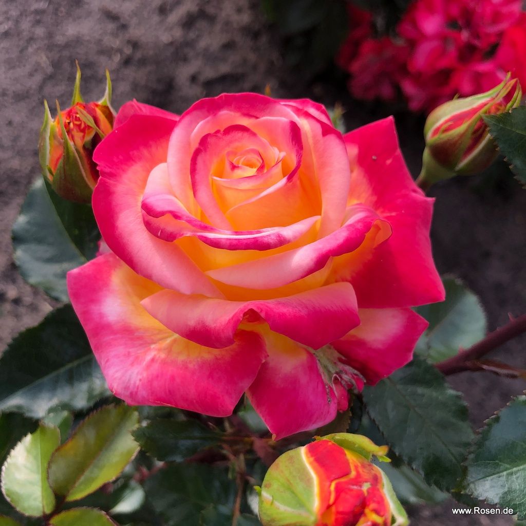 Casino® | Kordes Rosen