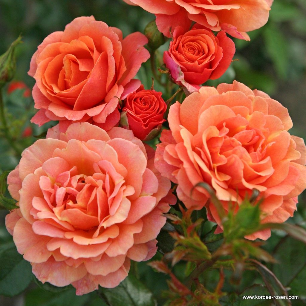 Lambada® | Kordes Rosen