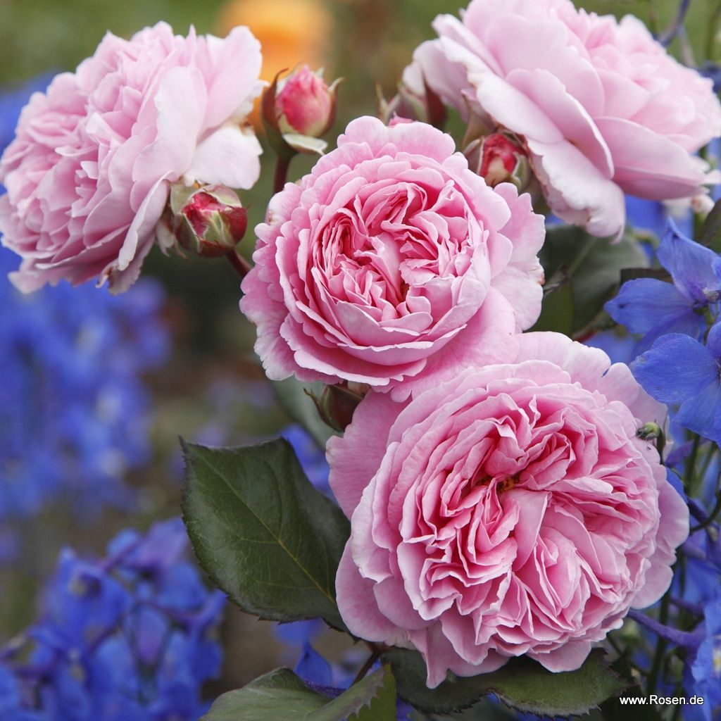Parfuma® | Collections | Garden roses | Kordes Rosen