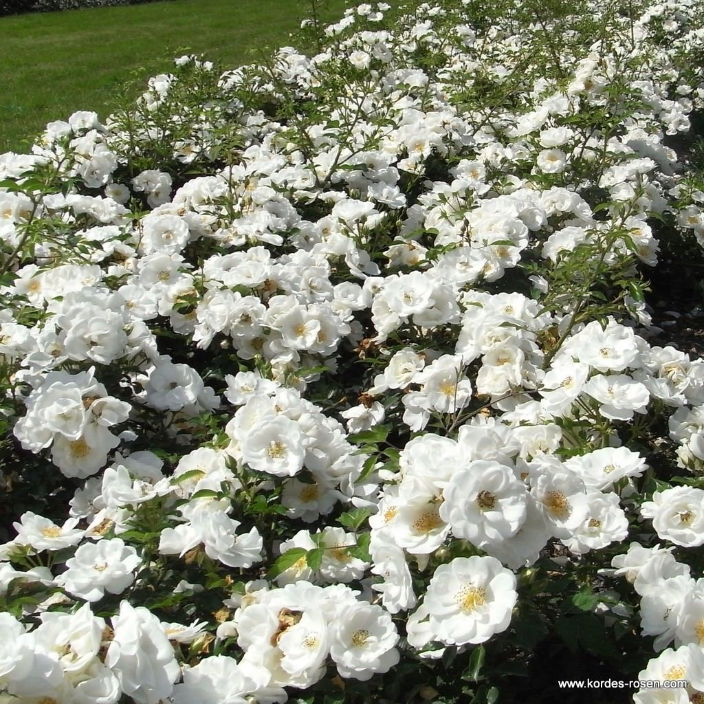 Innocencia® Kordes Rosen