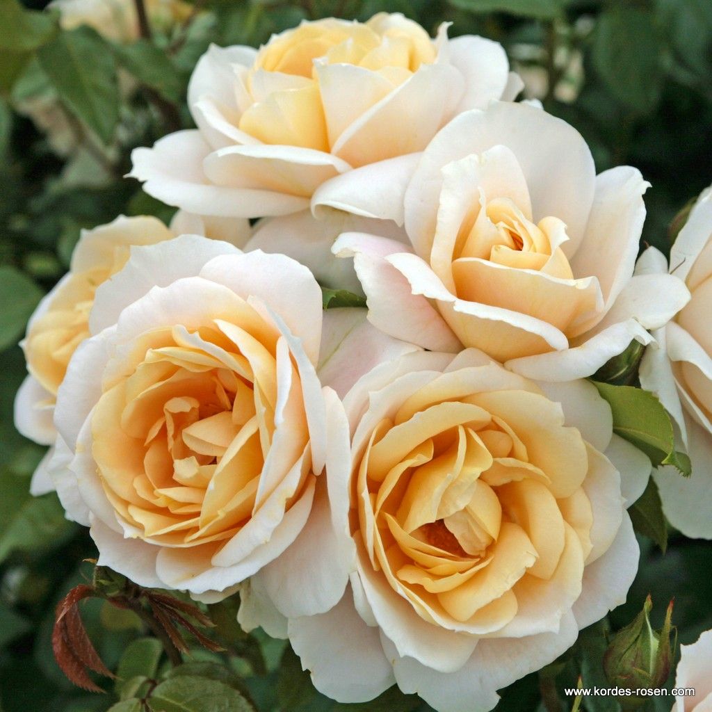 Lions-Rose® | Kordes Rosen