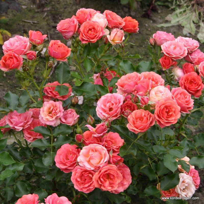 Mandarin® | Kordes Rosen