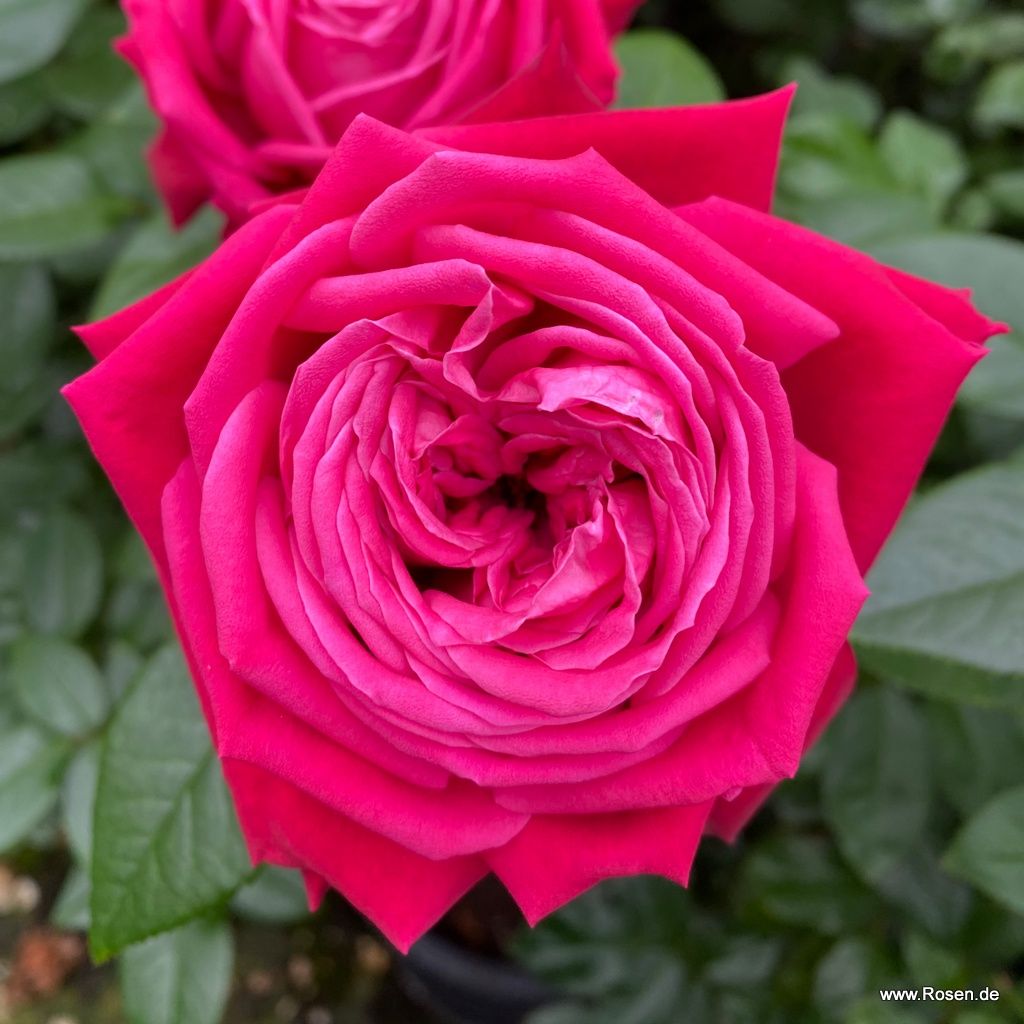 Ruby Kiss® Rose | Kordes Rosen
