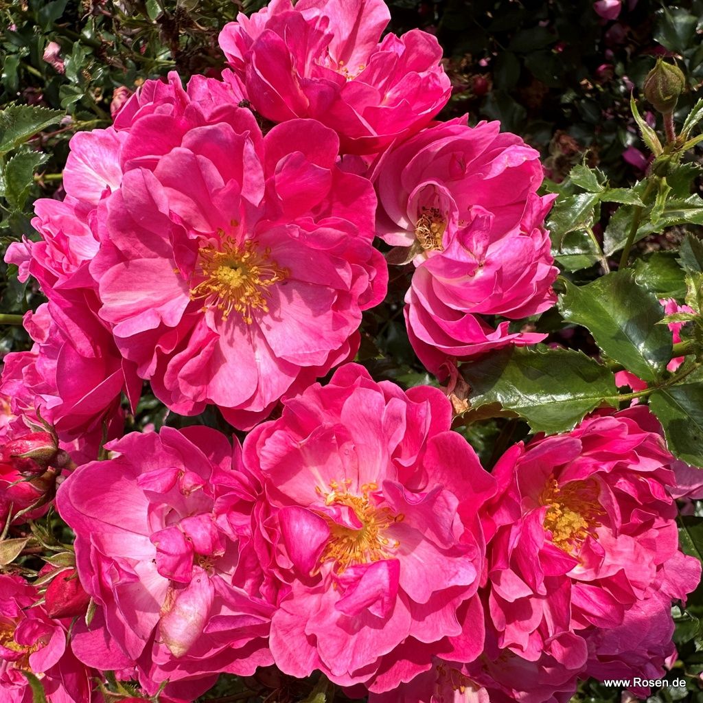 Hotline® | Kordes Rosen