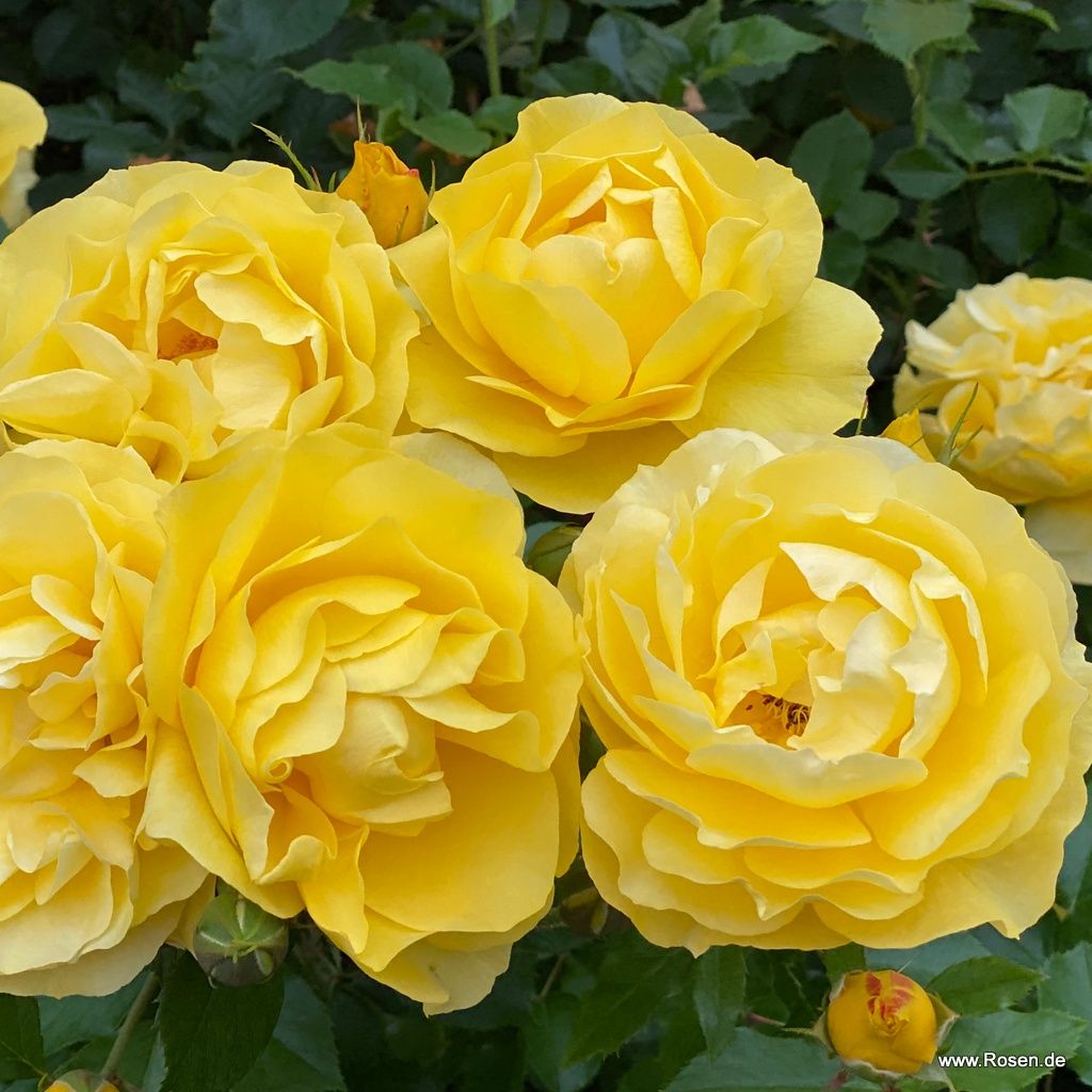 Kordes roses online shop - the most beautiful roses in the world ...