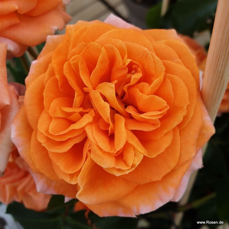Schöne vom See Kordes Rosen
