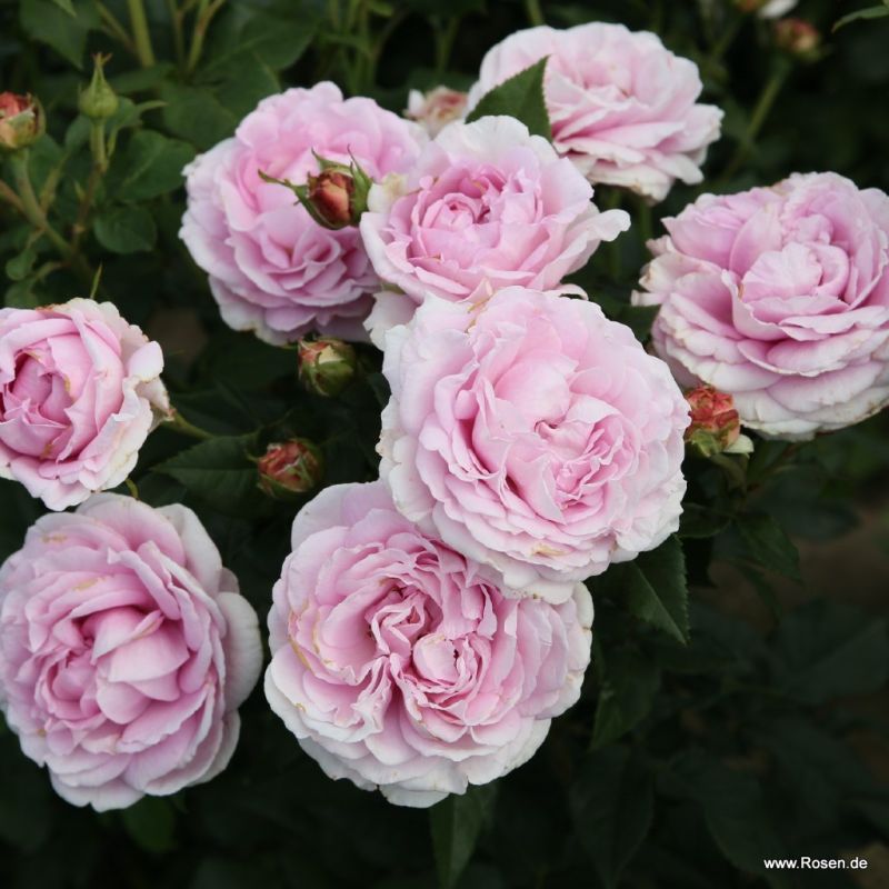 Madame Anisette® | Kordes Rosen
