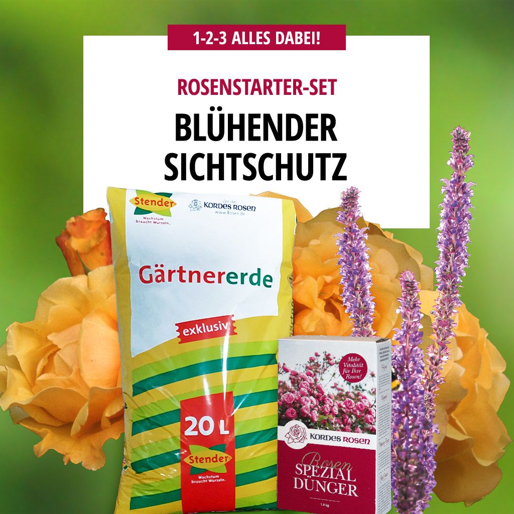 Strauchrosen Kordes Rosen