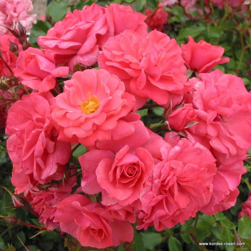 58+ Rose Schöne Vom See, Schöne vom see is a very healthy rose