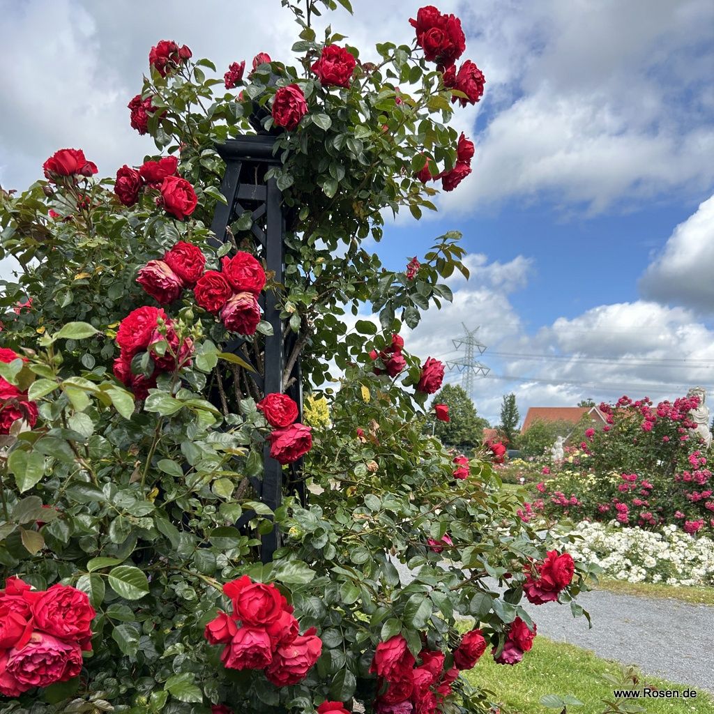 Florentina® | Kordes Rosen