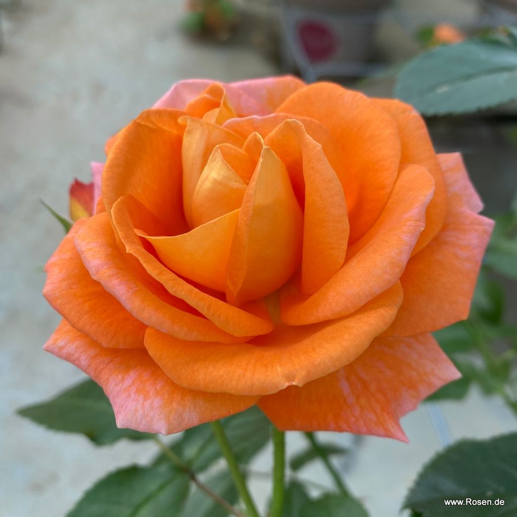 Mango® | Kordes Rosen