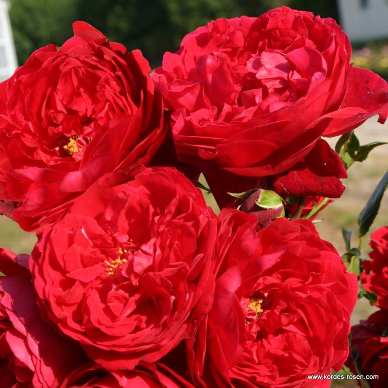 Florentina® | Kordes Rosen