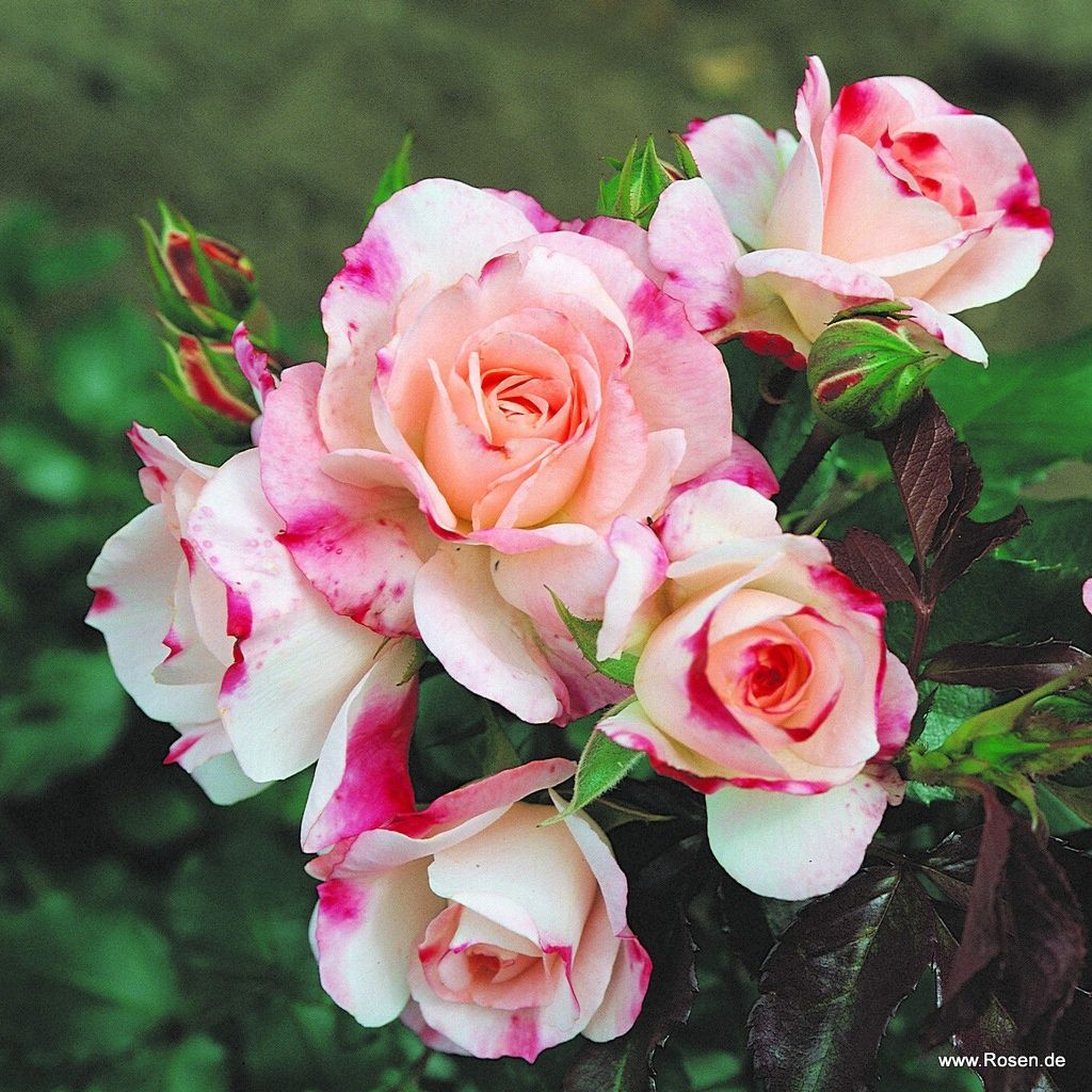 Strauchrosen Kordes Rosen