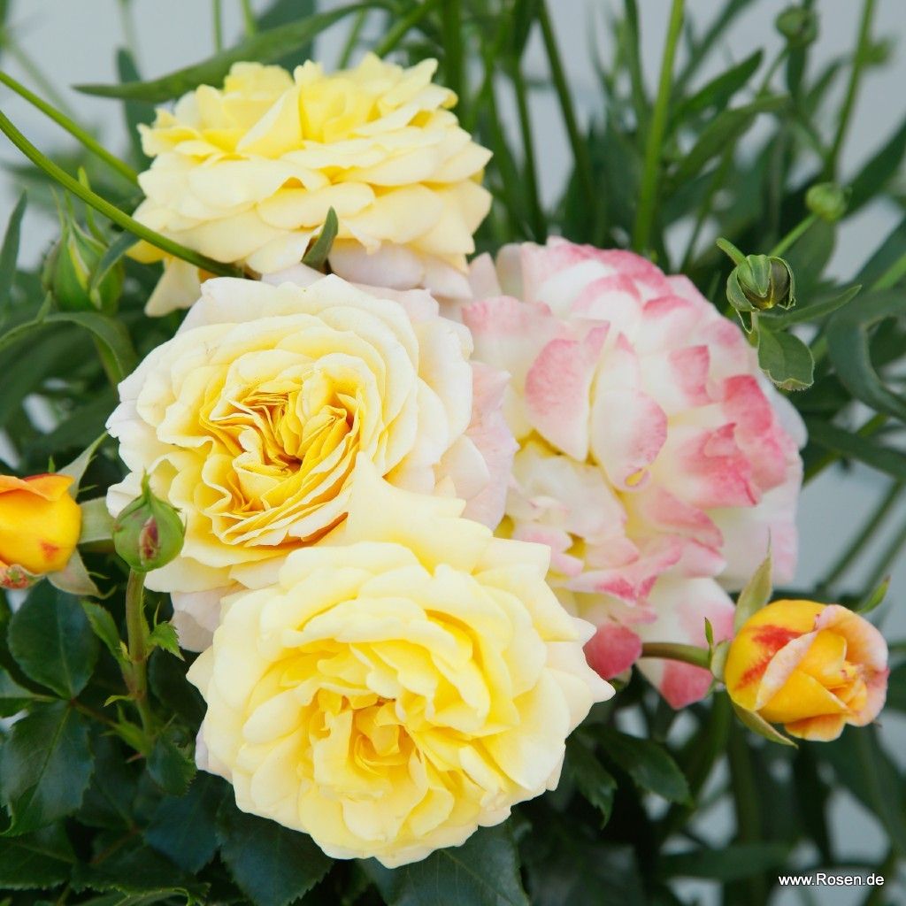 Rose der Hoffnung® | Kordes Rosen